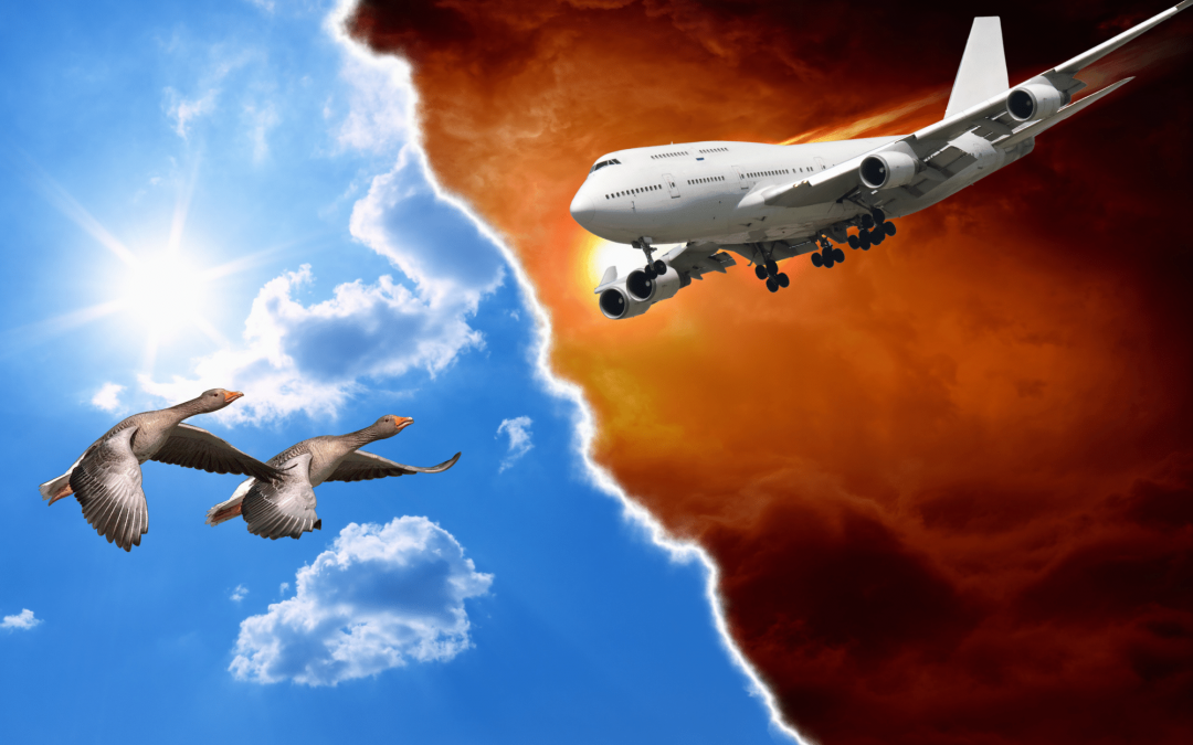 The Animal Airlift Dilemma: A Thought Experiment on Weighing Down a Boeing 747