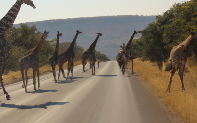 A World on Long Legs: Giraffes as the Primary Means of Transportation